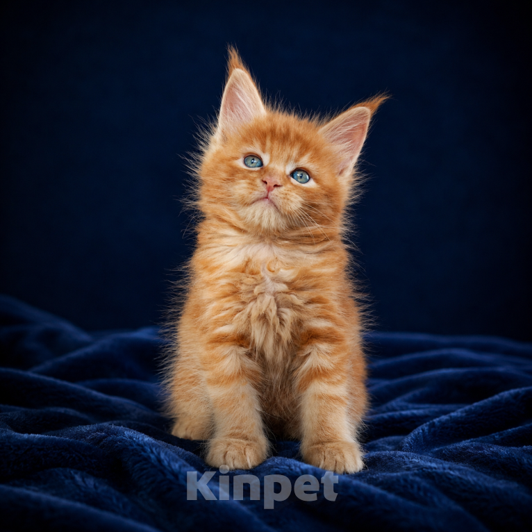 Кошки в Москве: Котята Мейн Кун Мальчик, 10 000 руб. - фото 1