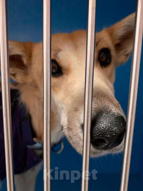 Собаки в Москве: Собаку все ищут. Но ее выпустят на улицу Девочка, 1 руб. - фото 3