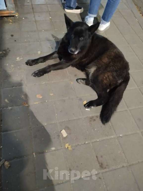 Собаки в Ростове-на-Дону: Найдена немецкая овчарка Девочка, Бесплатно - фото 3