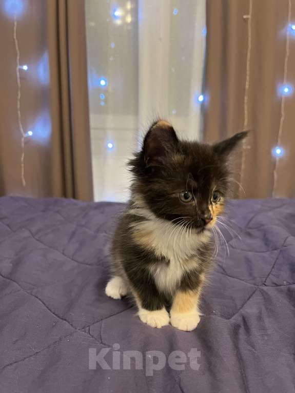 Кошки в Санкт-Петербурге: Луна  Девочка, Бесплатно - фото 2