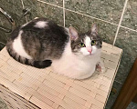 Кошки в Москве: Алиса, кошечка из Вашего детства в добрые руки Девочка, 10 руб. - фото 6