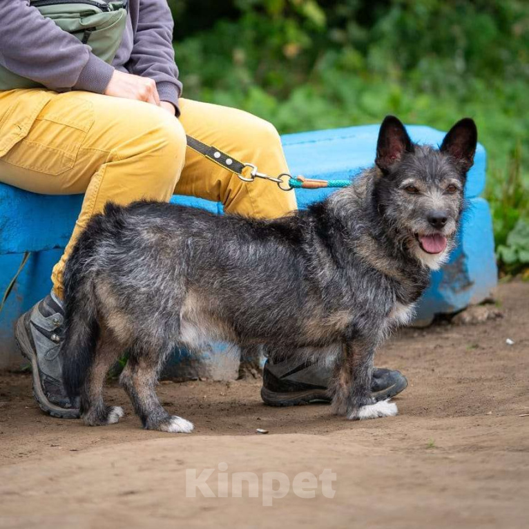 Собаки в Москве: Метис Керн-терьера Карандаш  Мальчик, Бесплатно - фото 1