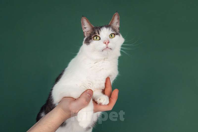 Кошки в Москве: Ласковый кот Масяня с кисточками на ушах и искренней улыбкой Мальчик, Бесплатно - фото 2