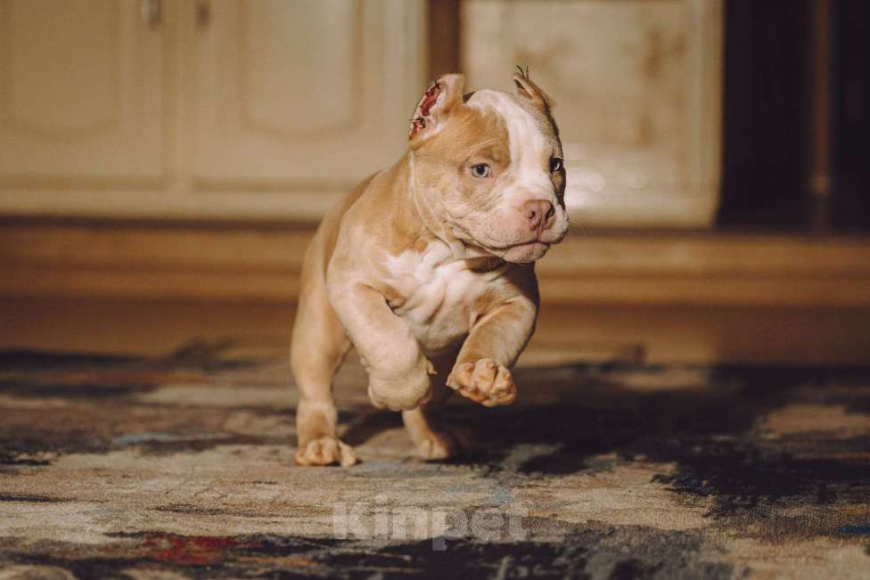 Собаки в Москве: Щенок Американского булли Мальчик, 150 000 руб. - фото 6
