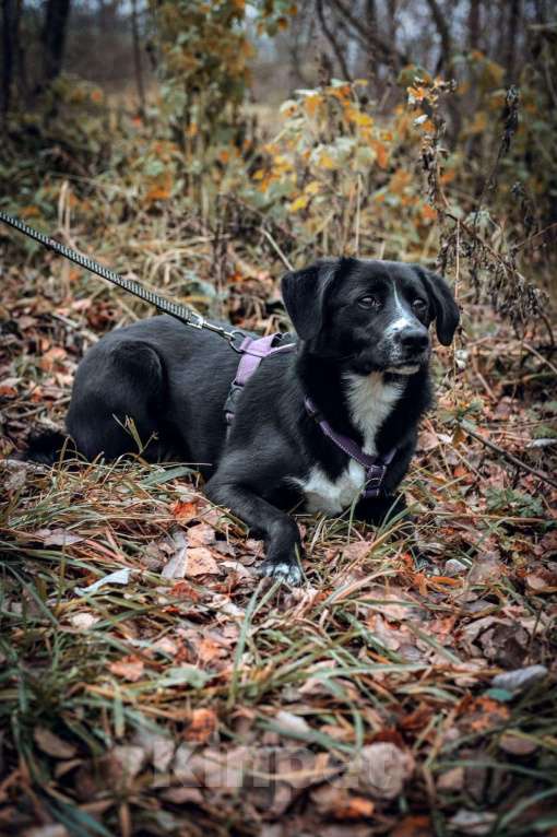 Собаки в Москве: Дуня Девочка, Бесплатно - фото 5