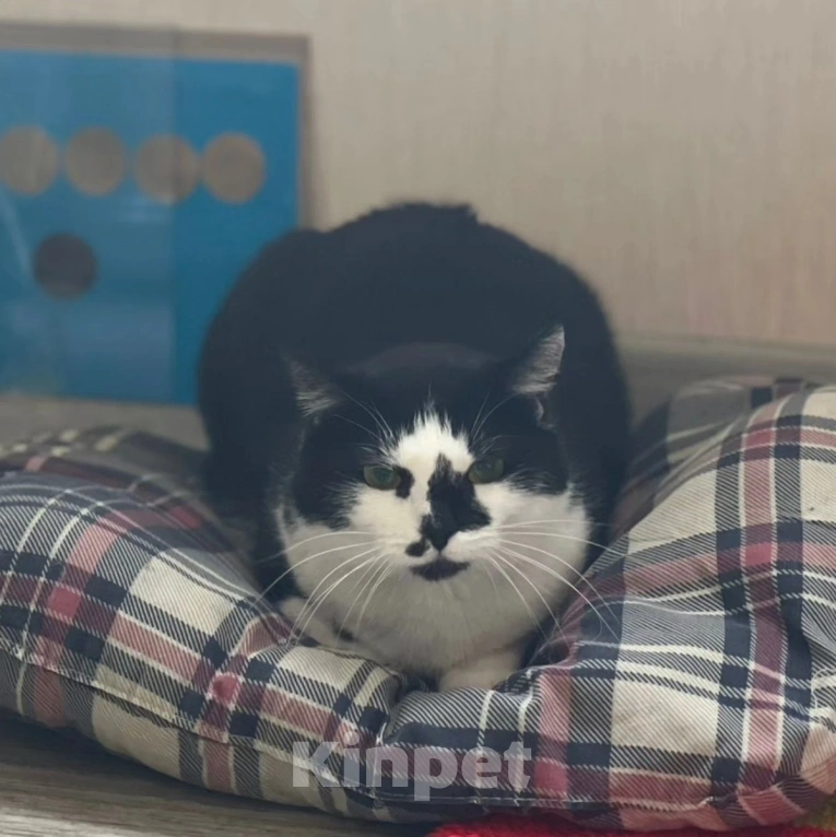 Кошки в Москве: Красивая, но никому не нужная кошечка Девочка, Бесплатно - фото 4