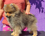 Собаки в Иркутске: щенок   малого шпица Мальчик, Бесплатно - фото 2