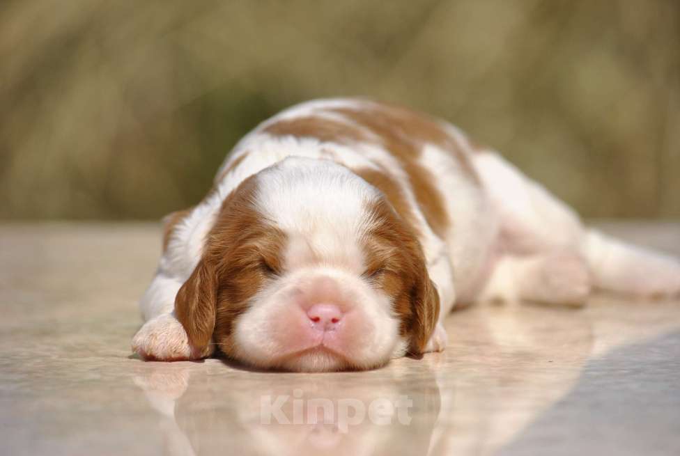 Собаки в Санкт-Петербурге: ЗОЛОТО ПИТЕРА АЛТАЙ щенок кавалер кинг чарльз спаниеля Мальчик, 80 000 руб. - фото 1