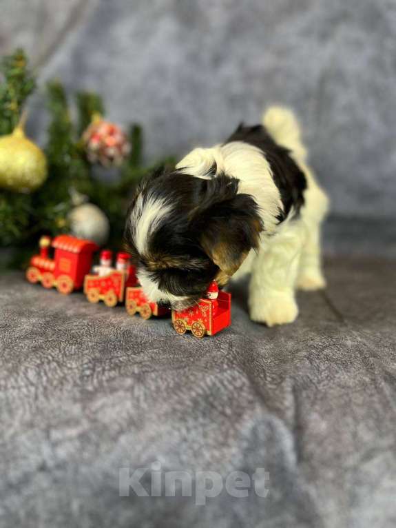 Собаки в Вологде: Щенок бивер терьера Нэо. Предлагается в качестве друга, компаньона, члена семьи.  Мальчик, 50 000 руб. - фото 4