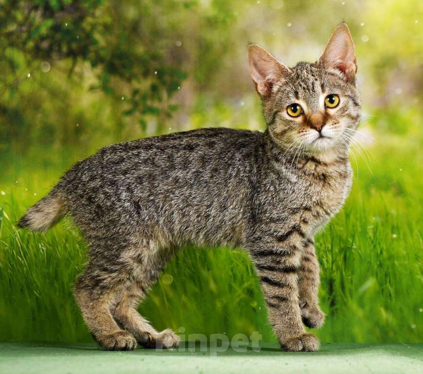 Кошки в Москве: эксклюзивные котята пиксибоба Девочка, 50 000 руб. - фото 3