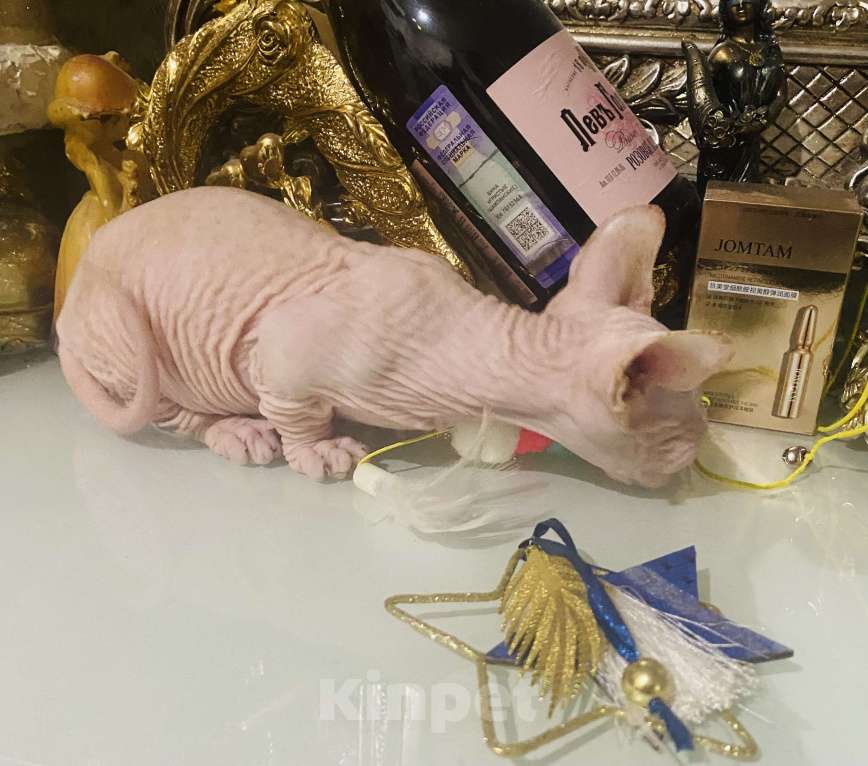 Кошки в Сочи: Бамбино Мальчик, 30 000 руб. - фото 8