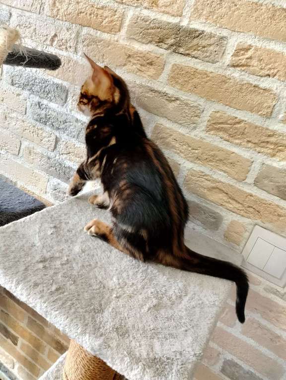 Кошки в Москве: Бенгальские котята Мальчик, 15 000 руб. - фото 7