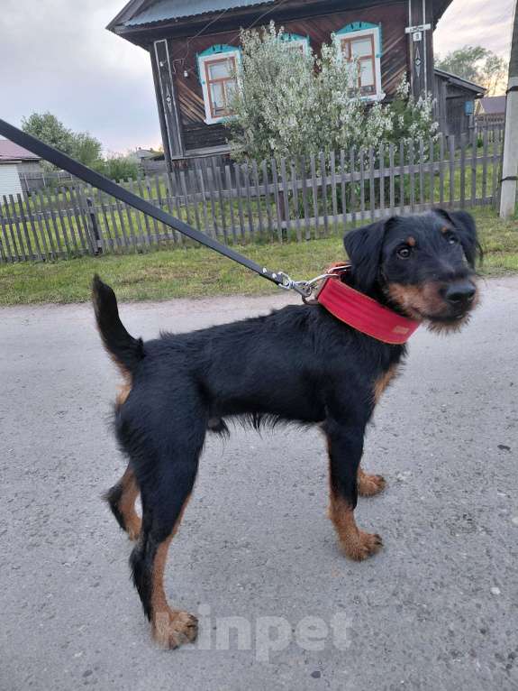 Собаки в Челябинске: Щенок ягдтерьера  Мальчик, 16 000 руб. - фото 2