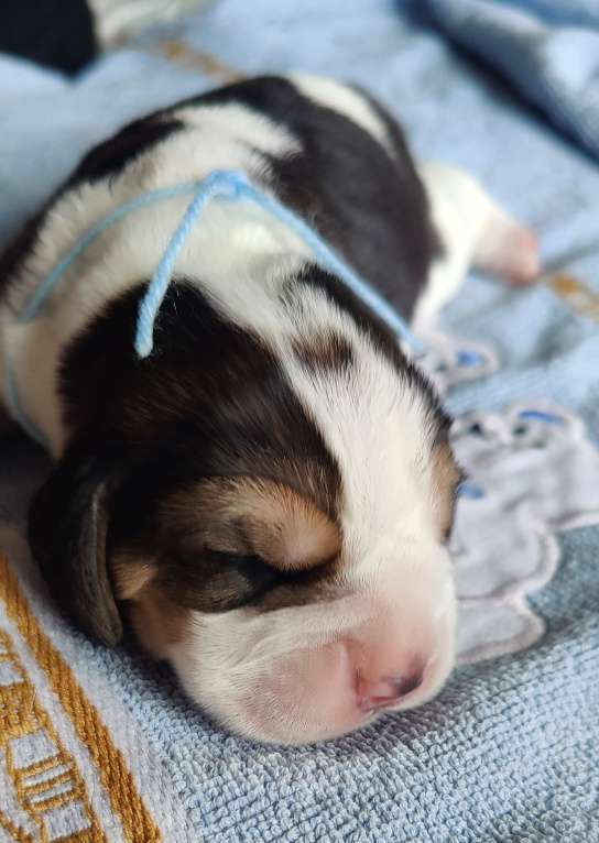 Собаки в Москве: Щенки бигля родились 01.03.2025. от клубных родителей с документами РКФОткрыто бронирование. Мальчик, 50 000 руб. - фото 5