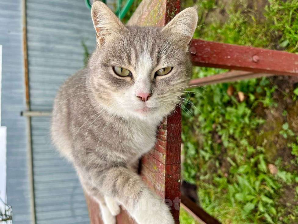 Кошки в Москве: Ласковая и мурчливая кошечка Грэя в дар Девочка, 1 руб. - фото 5