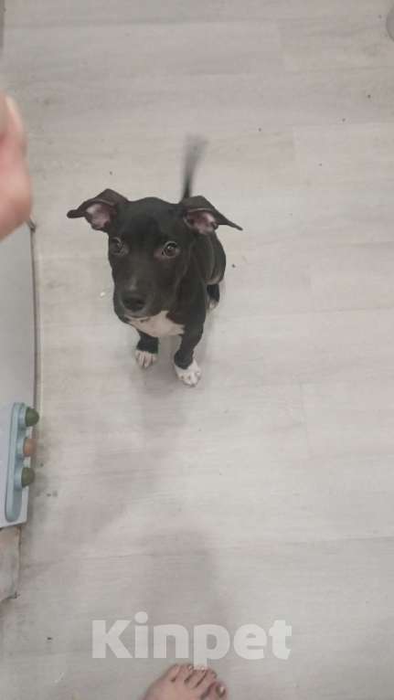 Собаки в Краснодаре: Отдам в хорошие руки щенка питбуля Девочка, Бесплатно - фото 2