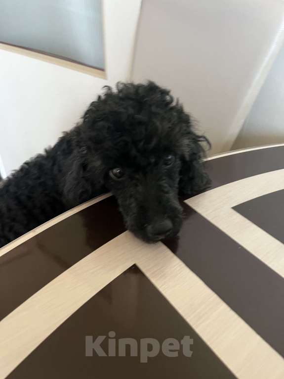 Собаки в Миллерово: Ищу ответственных и любящих родителей для Кокоса Мальчик, Бесплатно - фото 4