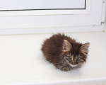 Кошки в Колпашево: Маленький пушистый котенок в добрые руки, 100 руб. - фото 4