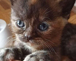 Кошки в Ижевске: Котят шотландской, Бесплатно - фото 1