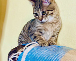 Кошки в Москве: Полосатый котёнок Бентли в добрые руки. Мальчик, Бесплатно - фото 4