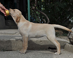 Собаки в Судаке: Палевый щенок лабрадора Девочка, 50 000 руб. - фото 2