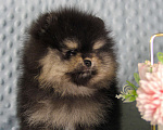 Собаки в Москве: Померанский шпиц Мальчик, 80 000 руб. - фото 2