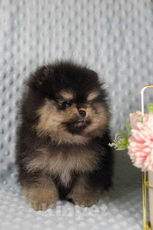 Собаки в Москве: Померанский шпиц Мальчик, 80 000 руб. - фото 2