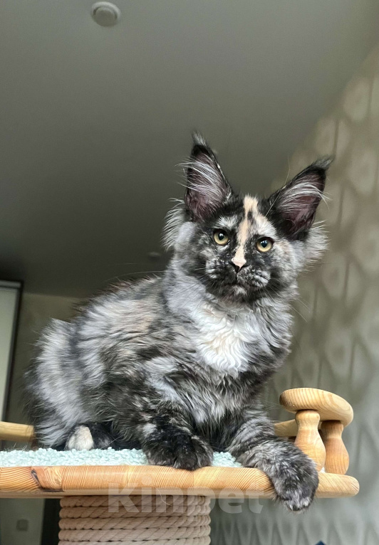 Кошки в Санкт-Петербурге: Очаровательная черепашка Девочка, 55 000 руб. - фото 6