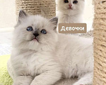 Кошки в Москве: Кошечка Рэгдолл блю-миттед Девочка, 35 000 руб. - фото 1