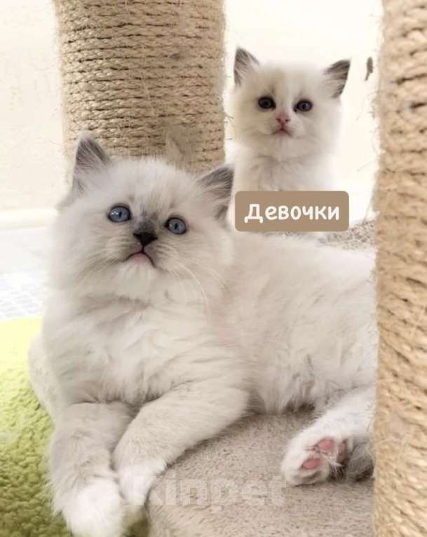 Кошки в Москве: Кошечка Рэгдолл блю-миттед Девочка, 35 000 руб. - фото 1