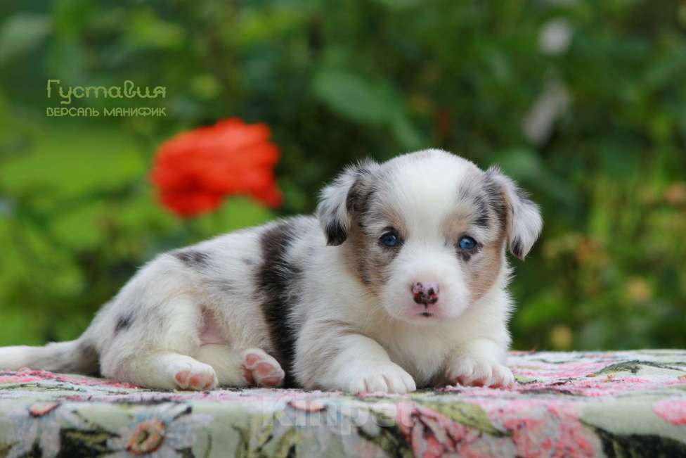 Собаки в Санкт-Петербурге: Версаль Манифик Густавия Девочка, 50 000 руб. - фото 3