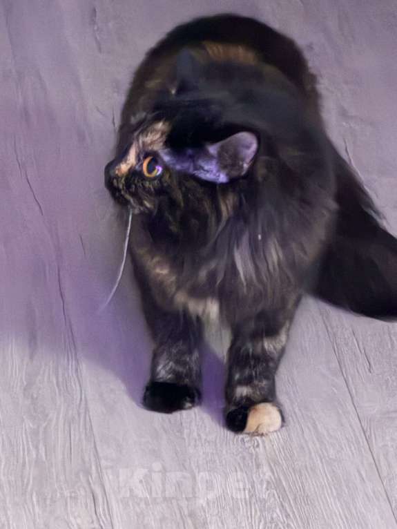 Кошки в Тамбове: Найден котик Девочка, Бесплатно - фото 2