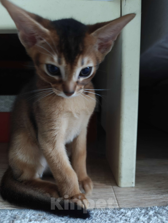 Кошки в Мытищах: Абиссинские котята в домашние любимцы Мальчик 1 Мальчик, 45 000 руб. - фото 2
