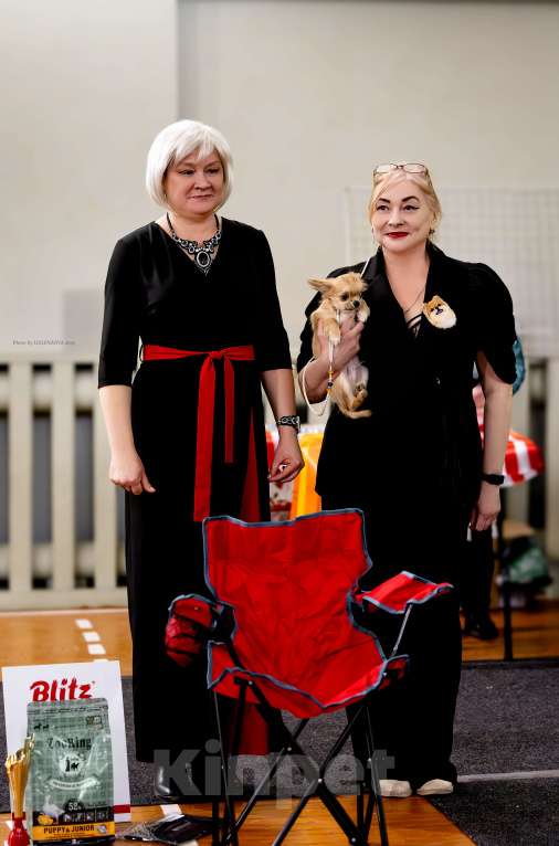 Собаки в Рязани: Щенок чихуахуа предлагается Мальчик, 80 000 руб. - фото 3