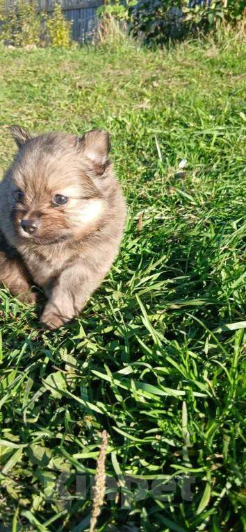 Собаки в Перми: Немецкий шпиц мини Девочка, 20 000 руб. - фото 3