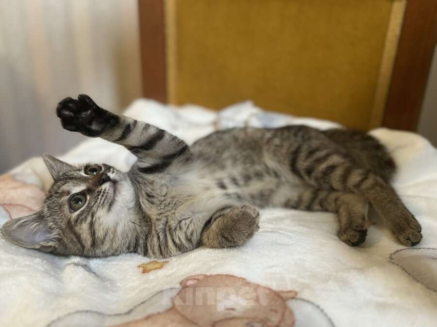 Кошки в Москве: Любопытная и нежная Тоси ищет дом (2 мес)  Девочка, Бесплатно - фото 6