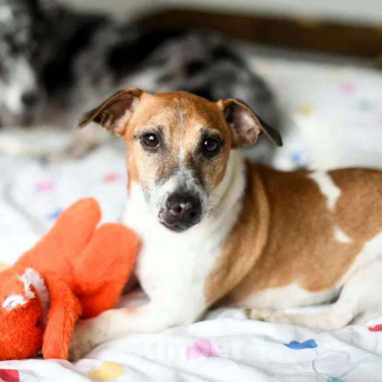 Собаки в Москве: Джек-рассела Бублика чудом спасли после того, как его выкинули хозяева Мальчик, Бесплатно - фото 3