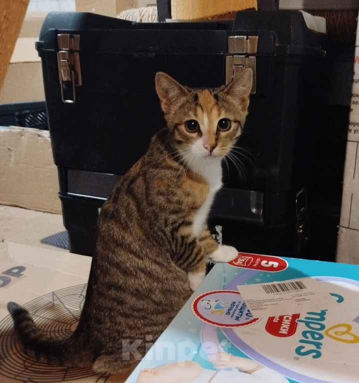 Кошки в Мурином: Котята в добрые руки Девочка, Бесплатно - фото 2