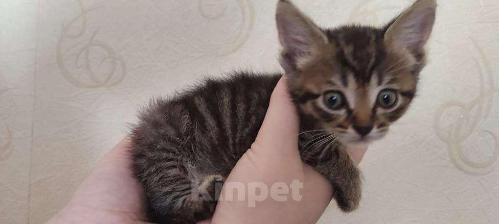 Кошки в Воронеже: Тим ищет маму и папу Мальчик, Бесплатно - фото 2