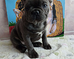 Собаки в Москве: Французский бульдог  Мальчик, 55 000 руб. - фото 4