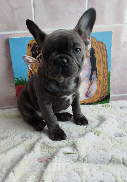 Собаки в Москве: Французский бульдог  Мальчик, 55 000 руб. - фото 4