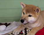 Собаки в Сыктывкаре: Щенок сиба девочка Девочка, 65 000 руб. - фото 1