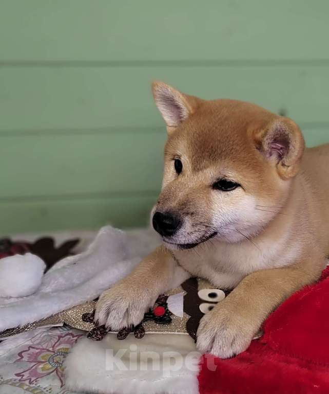 Собаки в Сыктывкаре: Щенок сиба девочка Девочка, 65 000 руб. - фото 1