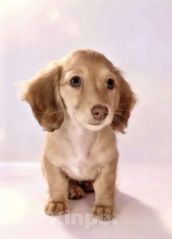 Собаки в Москве: Щенки длинношерстной мини таксы Девочка, 150 000 руб. - фото 1