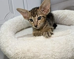Кошки в Краснодаре: Ориентальные котята Девочка, 35 000 руб. - фото 4