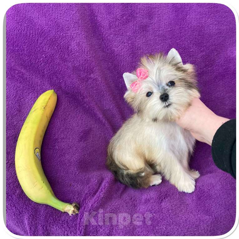 Собаки в Москве: Голддаст йорк золотая девочка мини Девочка, 85 000 руб. - фото 1