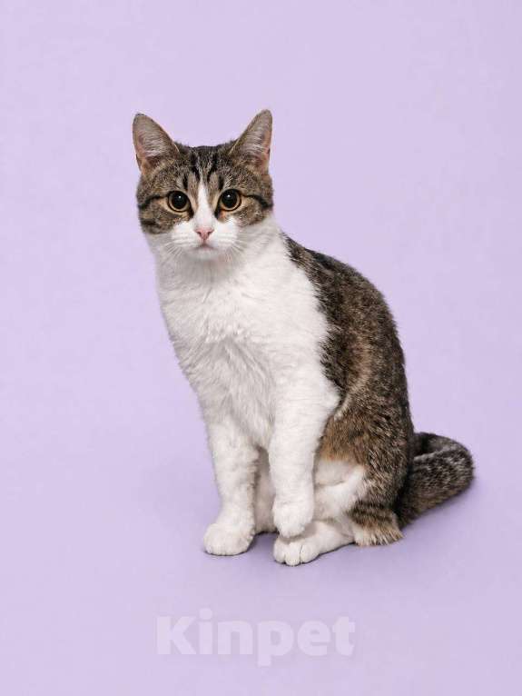 Кошки в Москве: Котенок Юкки в поисках семьи Девочка, Бесплатно - фото 3