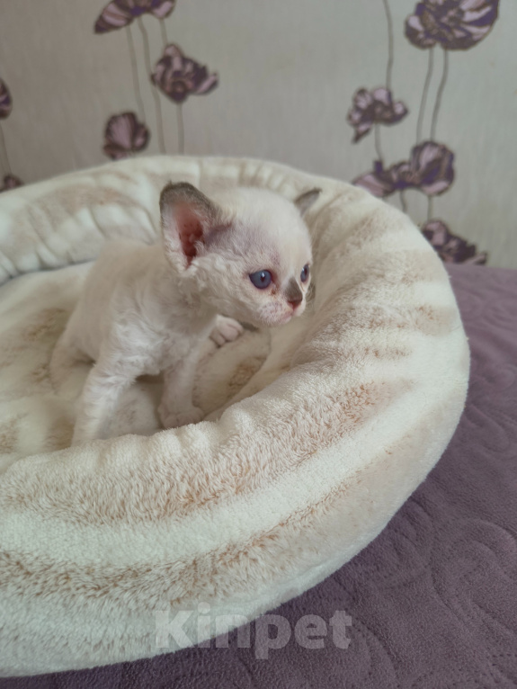 Кошки в Новосибирске: Девон Рекс, девочка Девочка, 120 000 руб. - фото 3