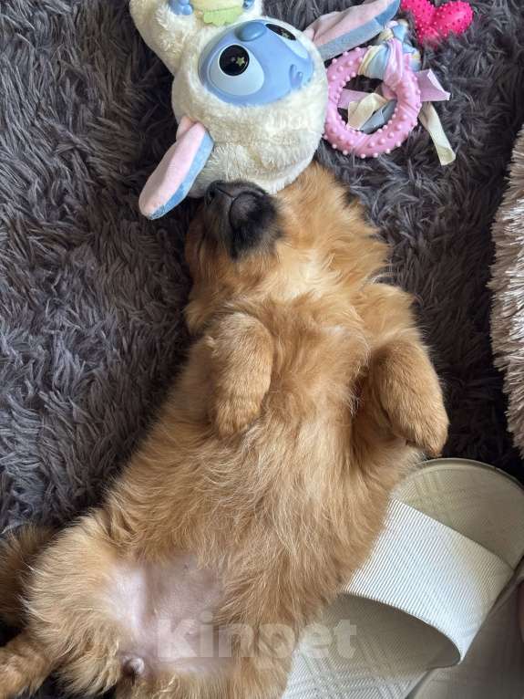 Собаки в Санкт-Петербурге: Шпиц Девочка, 12 000 руб. - фото 3