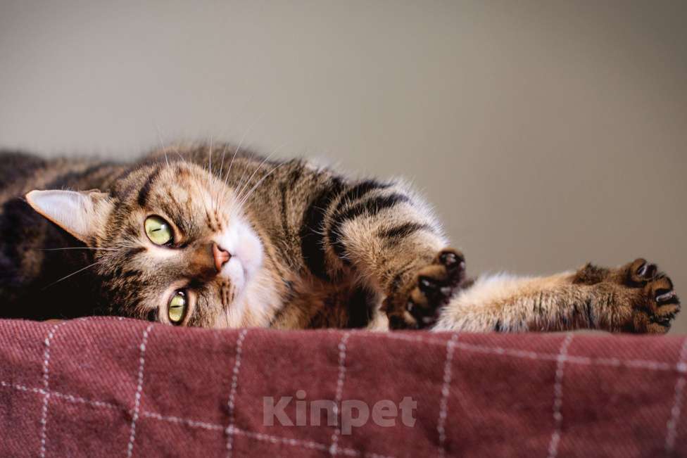 Кошки в Москве: Шикарный мраморный кот в добрые руки Мальчик, Бесплатно - фото 2